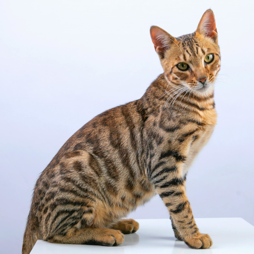 Bengal