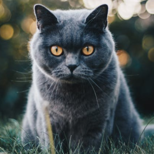 British Shorthair