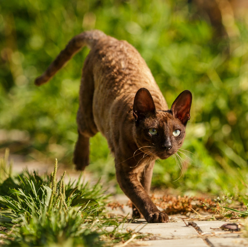 Cornish Rex