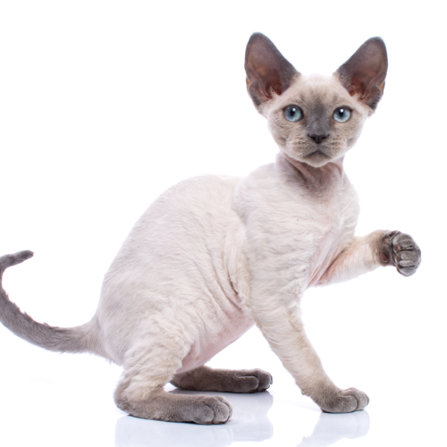 devon-rex-512