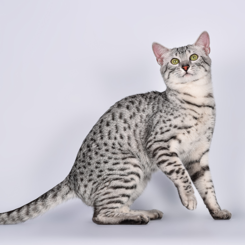 egyptian-mau-513