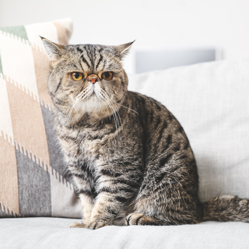 Exotic Shorthair