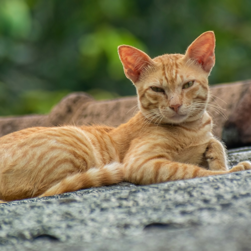 Gatto di Ceylon