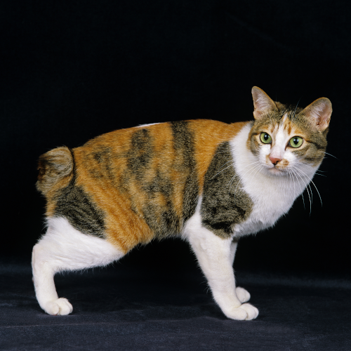 Japanese Bobtail