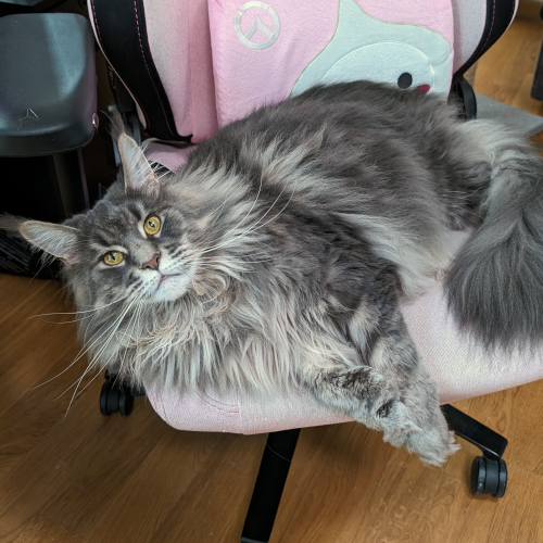 maine-coon-523