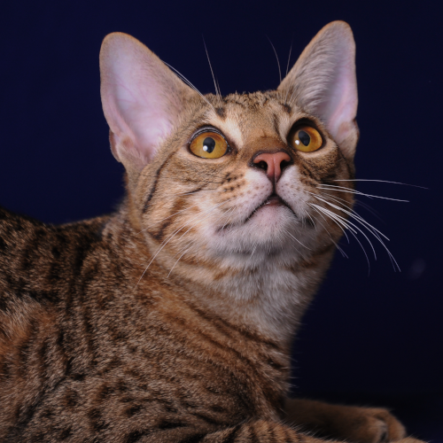 ocicat-525