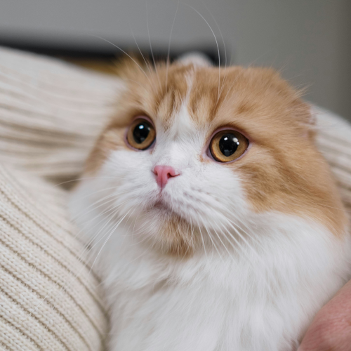 Scottish Fold