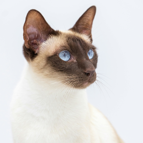 Siamese