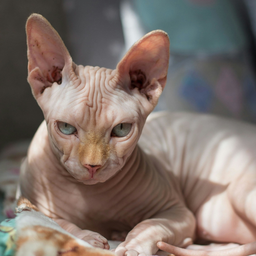 Sphynx