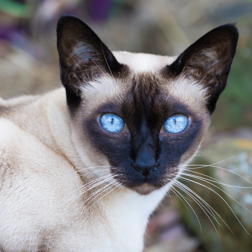 Tonkinese