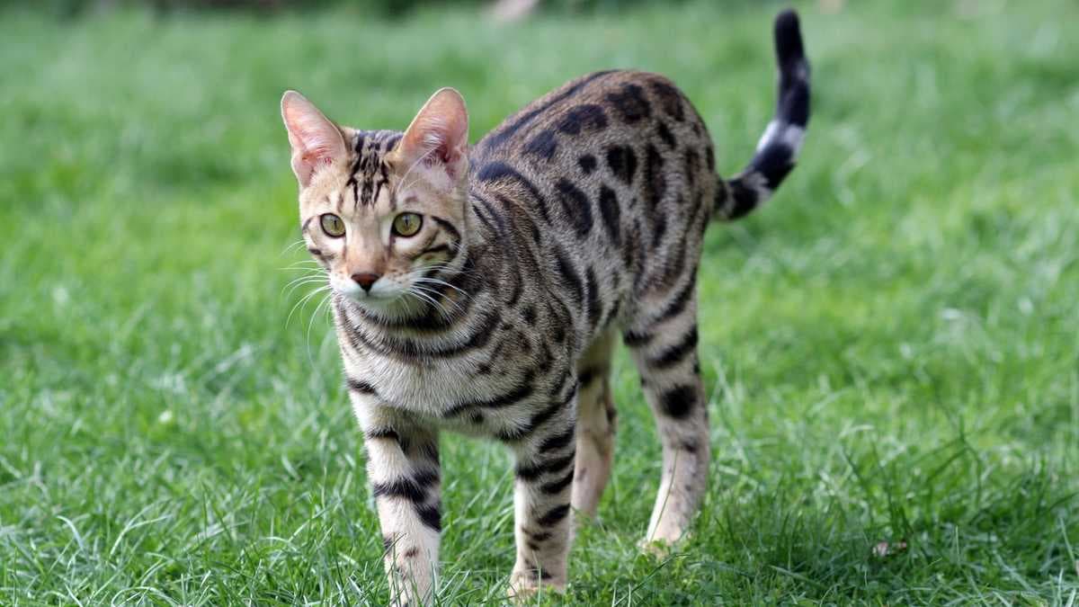 Il Bengal