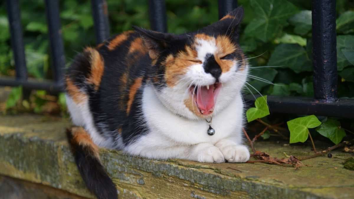 Come prevenire e risolvere il rigurgito di boli di pelo nel gatto?